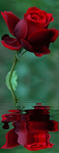 reflection of a red rose 