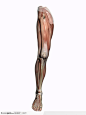 人体肌肉骨骼-腿部肌肉骨骼正面图