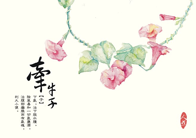 牵牛子