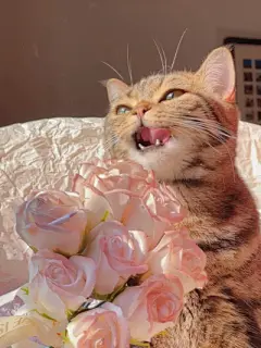 猫咪头像 - 高清图片，堆糖，美图壁纸兴趣社区