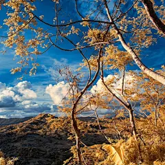大自然森林美景ipad壁纸