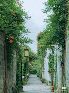 一朵花开的时间采集到风景