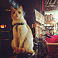 士多店的喵 #猫 #萌宠 #宠物  #新北 #猫村 #雪糕