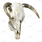 颅骨,母牛,动物骨骼,垂直画幅,图像,公牛,动物骨,牛,有角的