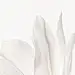 花瓣素材_+植物系列简约感白色花朵绽放飘落背景+_194093162