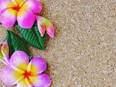 砖雕背景上的鸡蛋花漆