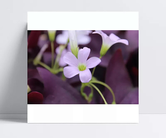 粉色的小花|摄影图片,微距,植物,植物图...