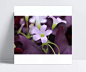 粉色的小花|摄影图片,微距,植物,植物图片,植物照片,蕨类植物照片