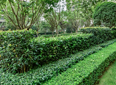 高高高12采集到绿化——植物组团