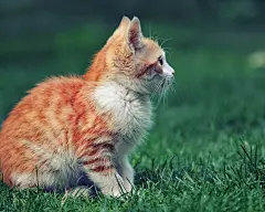 高清小萌猫桌面壁纸  #优质# #动物# #高清#