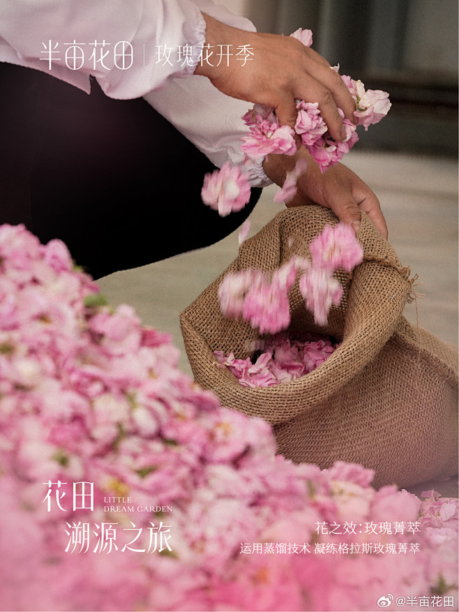 @半亩花田 的个人主页 - 微博