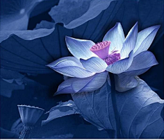 com白莲花踏雪寻梅taxuexunmei采集到花语采集pinterest.