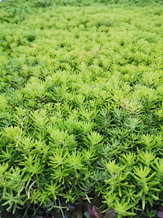 plants下木层草本花卉地被