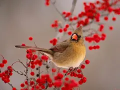 可爱小鸟漂亮鸟类写真壁纸桌面壁纸2