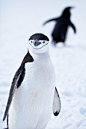 Antarctica-111122-057 (by Kelly Cheng)