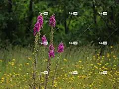 毛地黄 洋地黄 花朵 粉红色的花朵 毛茛 美丽的花朵 草地 花壁纸