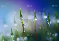 背景,苔藓,豆荚,特写,明亮,彩色蜡笔,水果,极限运动,草坪,清新