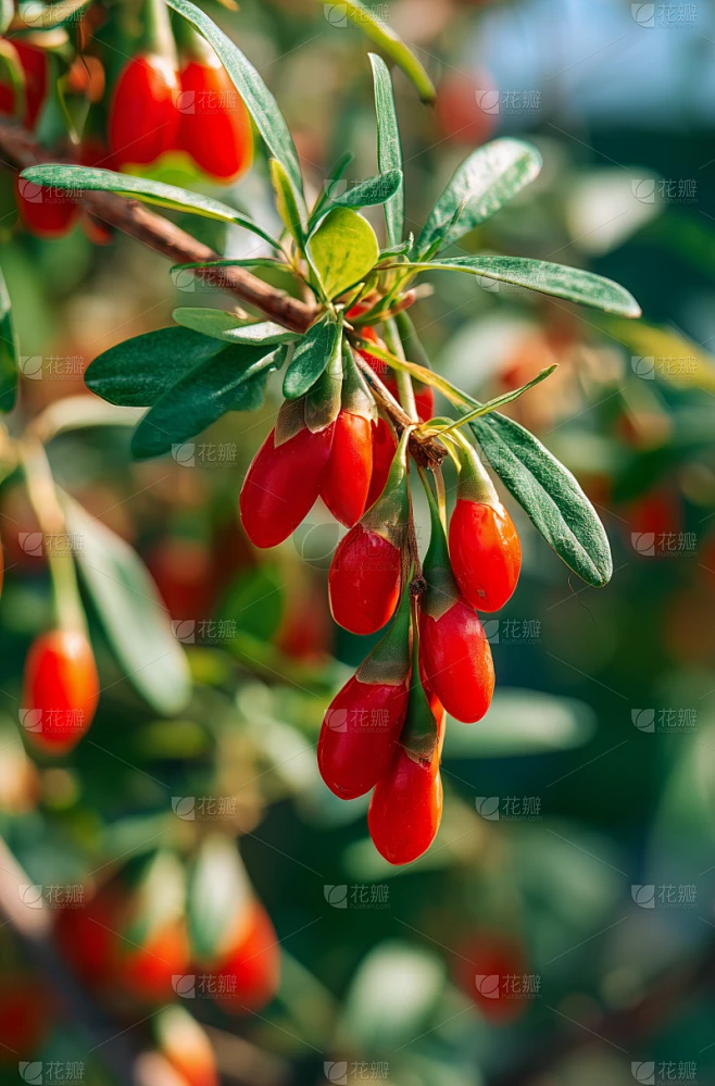 常规内容-植物系列写实感成熟枸杞挂在树上图片素材-花瓣网