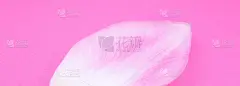 粉红色背景上的粉红色郁金香花瓣。极简主义，美丽的自然壁纸。人类衰老的概念。自然生态化妆品。一个人的生