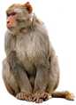 Monkey