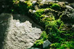 墙上的苔藓纹理与阳光的美丽背景。