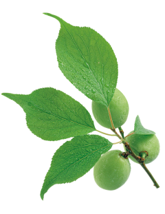 Ｌcloud采集到绿色植物 花草素材