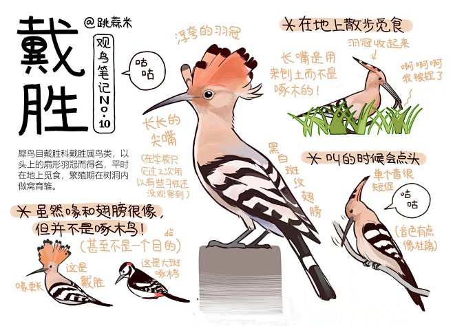 鸟