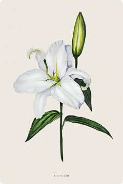 小命岛采集到插画-植物