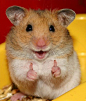 But hamsters don’t always know what they’re talking about