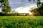 Majestic sunset seen in late spring, showing a recently cut and well maintained large lawn in a rural location.