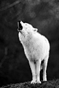 white wolves communicate     #BlackandWhite