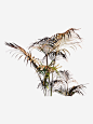 大型绿植免抠素材_新图网 https://ixintu.com 绿植 热带 常见 大型