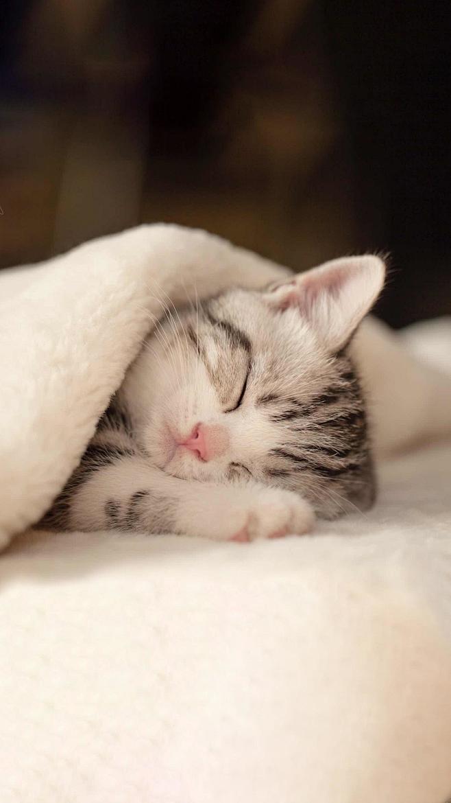 猫咪 猫 幼猫奶猫 猫猫  大猫 可爱 ...