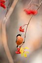 Photograph Autumn spirits by Bogdan Boev on 500px