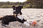 狗狗 - Dog with ball on beach