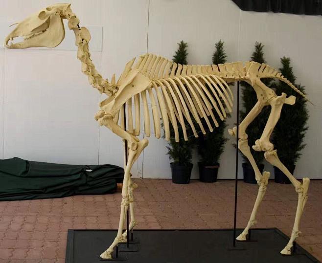 可拖动
