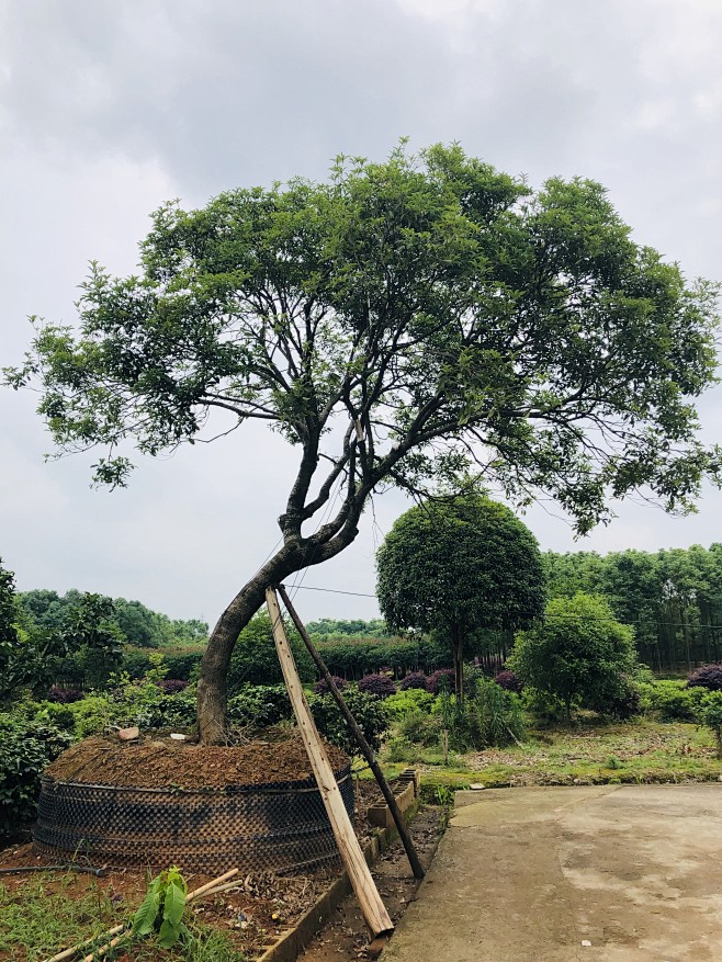 造型斜飘桂花