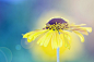 Jacky Parker的花朵摄影图片 (1)