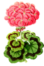 天竺葵 彩色 手绘 鲜花 素材 动植物元素免抠png图片壁纸
