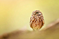 Wild burrowing owl by Rudy Serrano on 500px