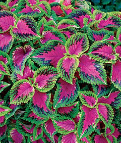花花虫虫采集到花卉----001