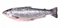 Salmon fish on white isolated Premium Photo鱼