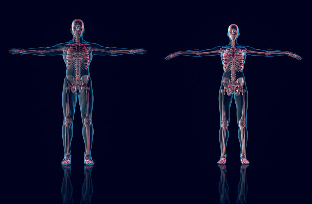 hologrammanhologramfemaleanatomyandskeleton3drenderingpremium