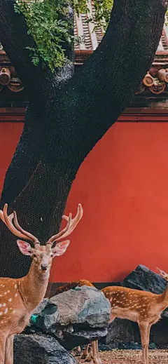 故宫壁纸
