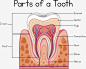 矢量牙齿结构下载免抠png素材_新图网ixintu.com