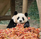 韩国公主福宝，放眼整个熊猫界也是相当炸裂的优待