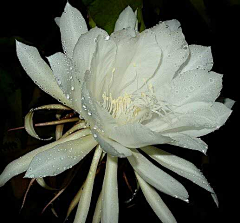 花芊述采集到那些花儿