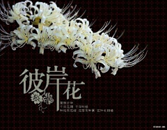 彼岸花竹林风采集到我要的美