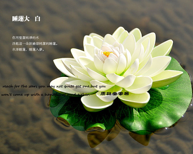 超仿真植物水上漂 睡莲荷花
