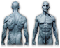人体 骨骼肌肉的搜索结果_百度图片搜索